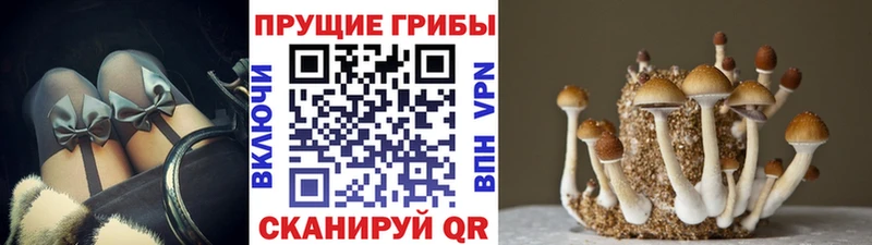 Псилоцибиновые грибы прущие грибы  где можно купить   Нерюнгри 