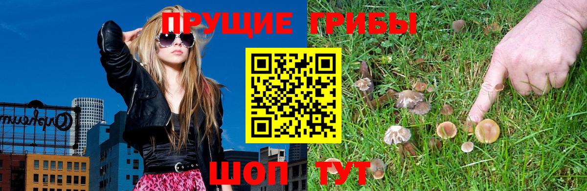 Галлюциногенные грибы Psilocybine cubensis  Вход с VPN  Нерюнгри 